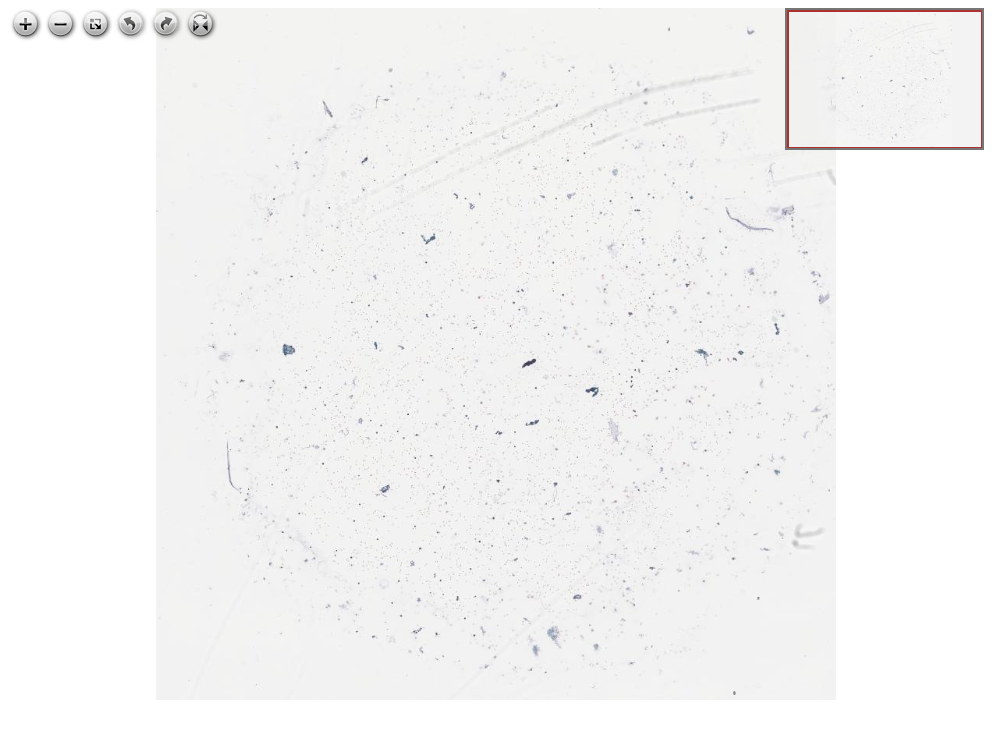 Click for Full Screen WSI