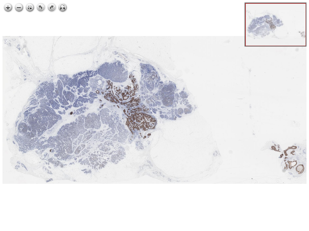 Click for Full Screen WSI