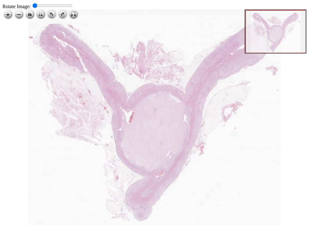 Click for Full Screen WSI