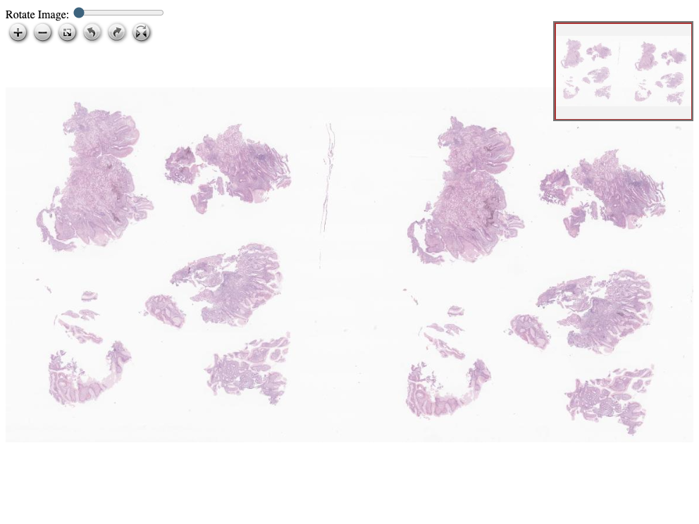 Click for Full Screen WSI